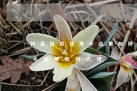 許昌招商信用卡逾期如何處理(許昌招商信用卡逾期如何處理)