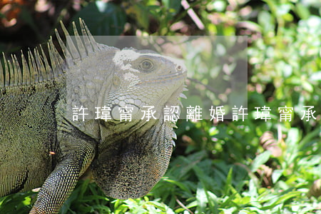 許瑋甯承認離婚(許瑋甯承認離婚)