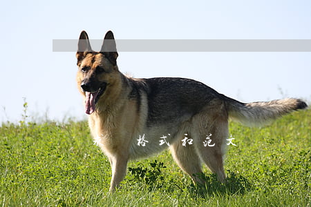 訴求書格式和范文