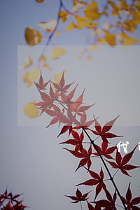 訴訟代理人可以不出庭嗎(原告不能出庭怎么辦)