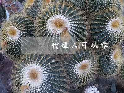 訴訟代理人可以作為證人嗎(被告可以做證人嗎)
