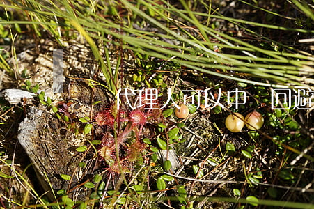 訴訟代理人可以申請回避嗎