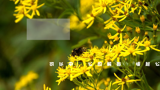 訴訟可以中斷公司解散嗎(提起公司解散訴訟)