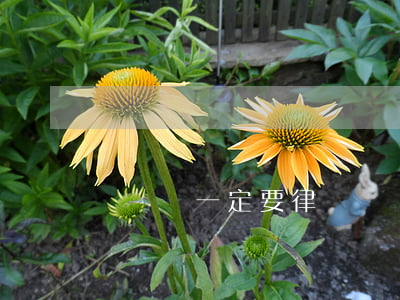 訴訟書一定要律師寫嗎(上訴書必須要律師寫嗎)