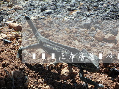 訴訟書范本(房屋裝修訴訟書范本)