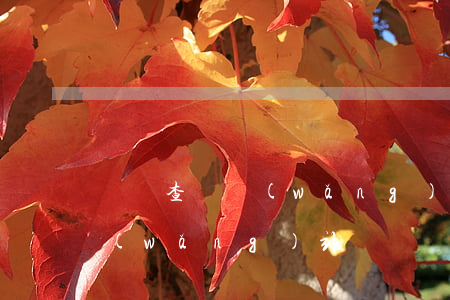 訴訟查詢網(wǎng)站(司法訴訟查詢網(wǎng)站)