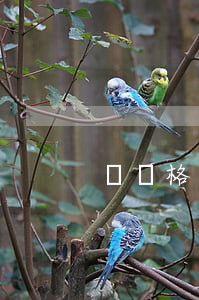 訴訟格式怎么寫(民事訴訟怎么寫,怎樣格式)