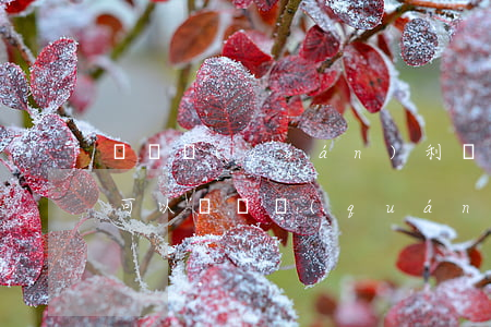 訴訟權(quán)利轉(zhuǎn)讓可以嗎(債權(quán)轉(zhuǎn)讓后怎么起訴)