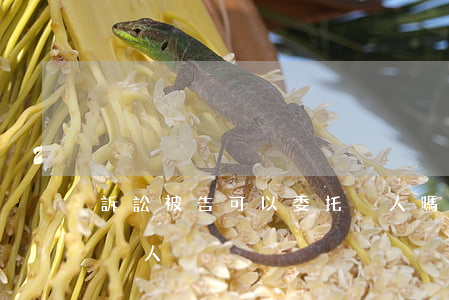 訴訟被告可以委托別人嗎(起訴可不可以委托別人)