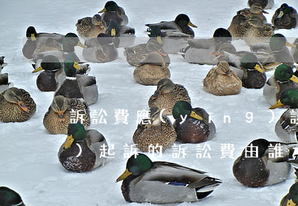 訴訟費應(yīng)該由誰承擔(dān)(起訴的訴訟費由誰承擔(dān))