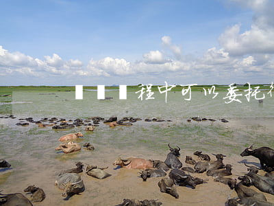 訴訟過程中可以委托律師嗎
