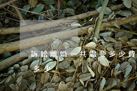 訴訟離婚一共需要多少費用(離婚訟訴費用是多少)