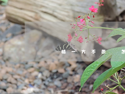 訴訟離婚一方不愿離怎么辦