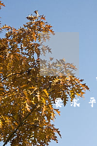 訴訟離婚可以要求平分工資嗎(訴訟離婚可以要求平分工資嗎)