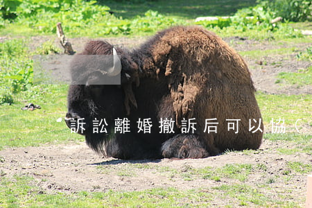 訴訟離婚撤訴后可以協(xié)議離婚嗎?