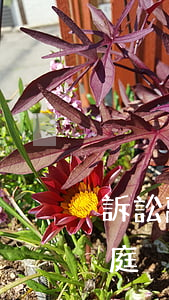 訴訟離婚案件二審開庭(離婚民事二審很少開庭)