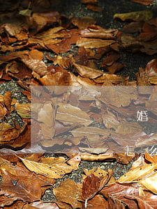 訴訟離婚狀可以自己寫嗎(訴訟離婚怎么寫起訴狀怎么寫)