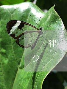 詐騙律師怎么收費(詐騙金額的律師費收取多少錢)