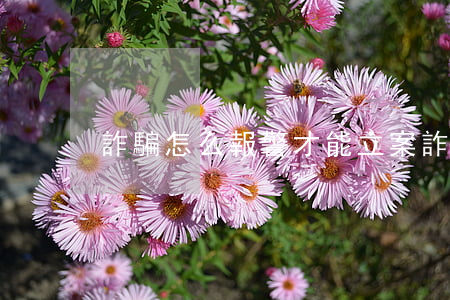 詐騙怎么報警才能立案(詐騙怎樣報警)