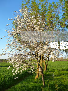 詐騙拘留多久