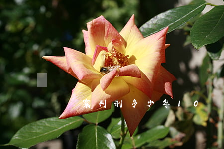 詐騙案判刑多少年(10萬詐騙案判刑多少年)
