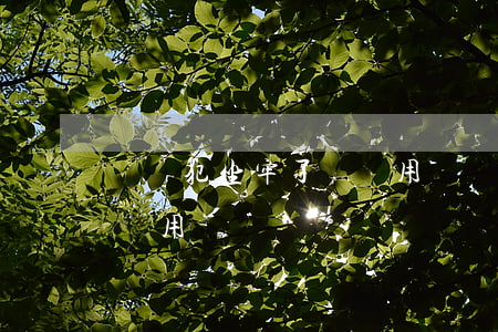 詐騙犯坐牢了錢還用還嗎(詐騙犯坐牢后出來還用還錢嗎)