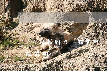 詐騙犯抓到后錢能要回來嗎?(詐騙犯抓到了,錢能追回嗎?)