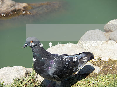 詐騙申請復(fù)議可以請律師嗎(詐騙罪為什么不能請律師)