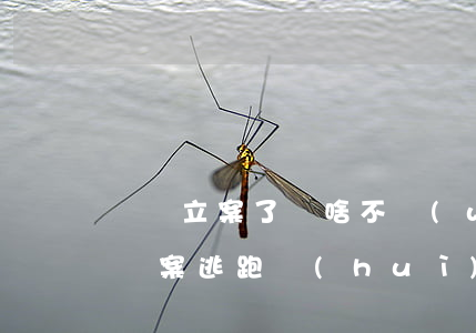 詐騙立案了為啥不網(wǎng)上追逃(詐騙案逃跑會(huì)被通緝嗎)