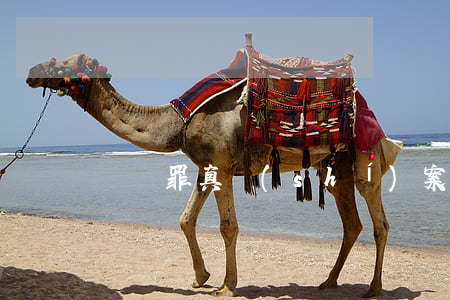 詐騙罪真實(shí)案例(詐騙罪的案例)