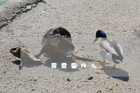 詐騙罪需要什么證據