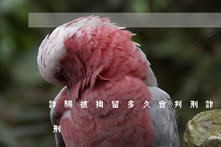 詐騙被拘留多久會判刑(詐騙被拘留多久會判刑)