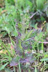 詐騙被拘留多久有結(jié)果(詐騙一般拘留多長時間)