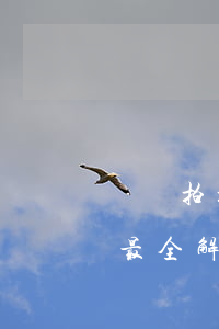 詢問拍拍貸客服電話號碼，全網(wǎng)最全解答！