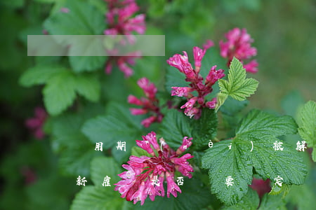 試用期內(nèi)被解除勞動合同后被重新雇傭是否還要約定試用期