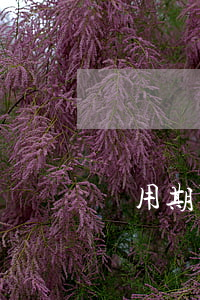 試用期可以口頭辭職嗎