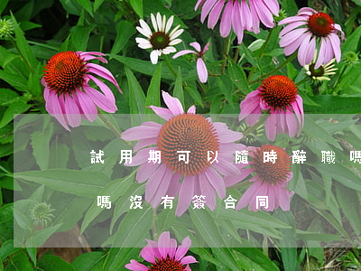 試用期可以隨時辭職嗎(試用期可以隨時辭職嗎沒有簽合同)