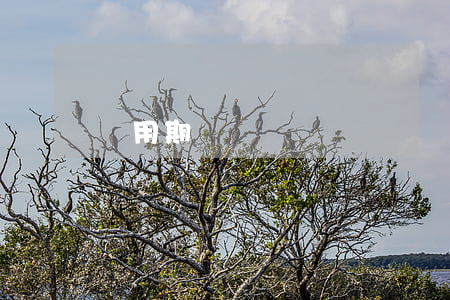 試用期辭職