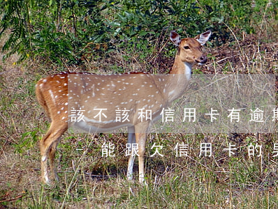 該不該和信用卡有逾期的人談戀愛(ài)-能跟欠信用卡的男人交往嗎
