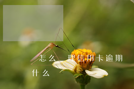 該怎么處理信用卡逾期 銀行卡信用卡逾期有什么辦