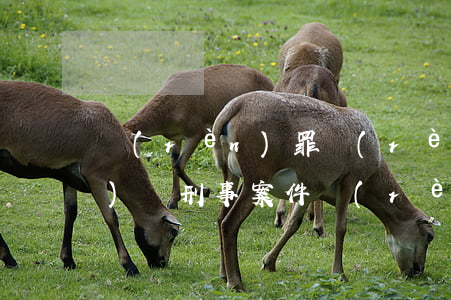認(rèn)罪認(rèn)罰辯護(hù)詞(刑事案件認(rèn)罪認(rèn)罰辯護(hù)詞)