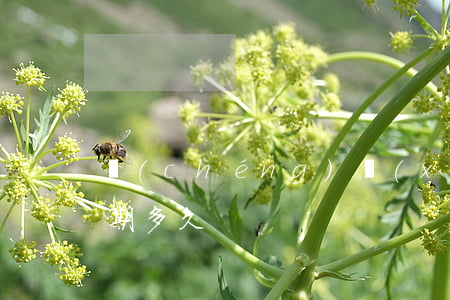 誠(chéng)學(xué)信付可以逾期多久