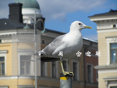 誠e賒周轉金逾期(誠e賒周轉金用不了了)