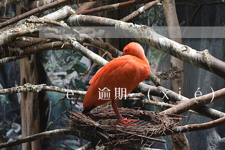 誠e賒逾期協(xié)商 誠e賒 逾期