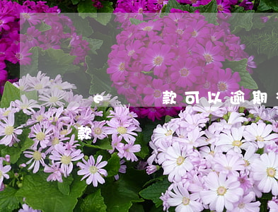 誠e賒還款可以逾期多久(誠e賒什么時候還款)