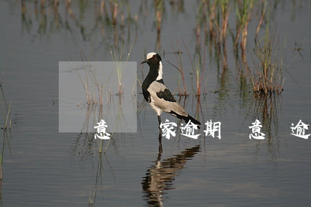 誠意賒賣家逾期(誠意賒逾期會怎么樣)