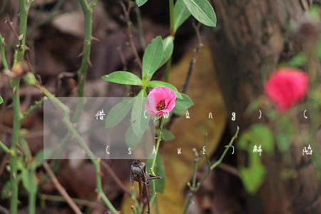 誤借網(wǎng)絡(luò)高利貸找誰(shuí)解決(陷入網(wǎng)絡(luò)高利貸可以向誰(shuí)求助)