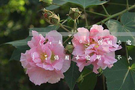說(shuō)信用卡逾期找上門(mén)了（信用卡逾期還不上會(huì)找上門(mén)嗎）
