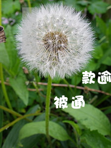 說貸款逾期被公安通緝(欠銀行貸款跑路了會被通緝嗎)