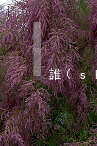 誰(shuí)才是合法的公司訴訟代表人